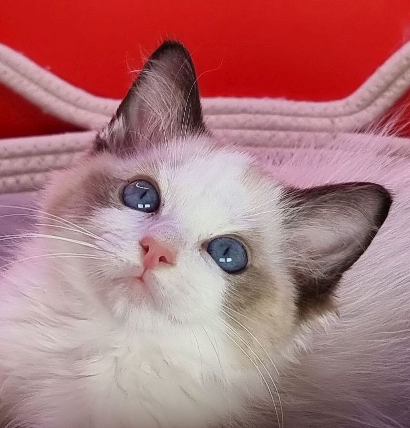 images/AvailableKittens/Lili website.jpg